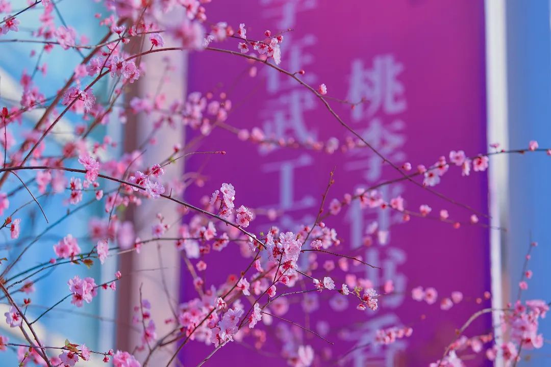 2022.3.14春季校园 拍摄:李若源 (44).JPG 图片